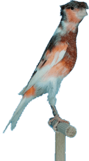 Aviario GALSOT Arlequín Portugués