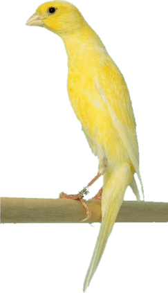 Aviario GALSOT LLarget